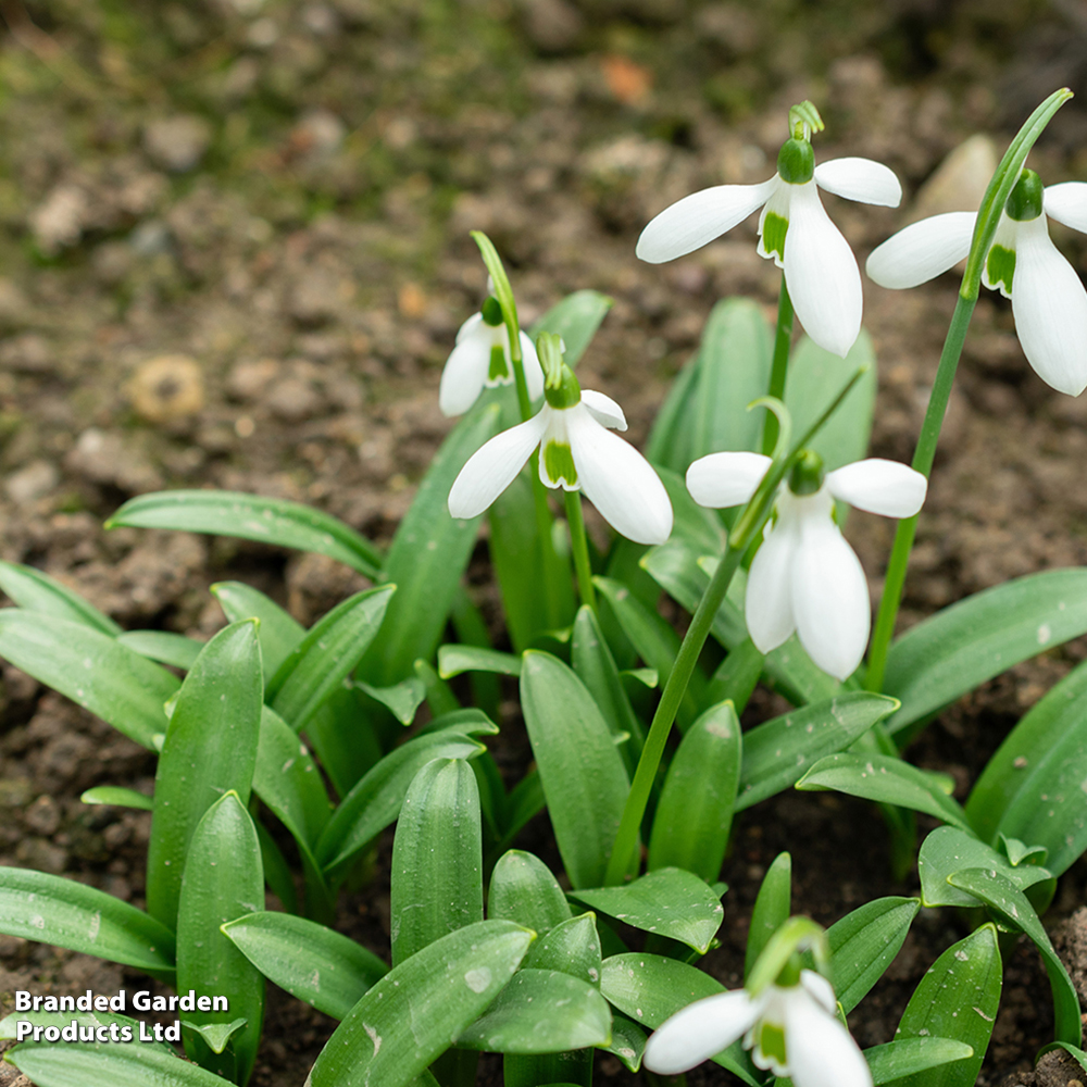 Galanthus ikariae image