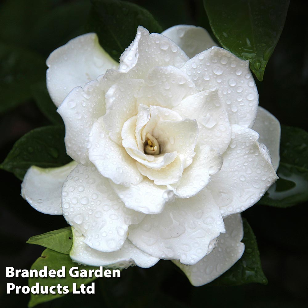 Send Gardenia Jasminoides Crown Jewel from Dobies