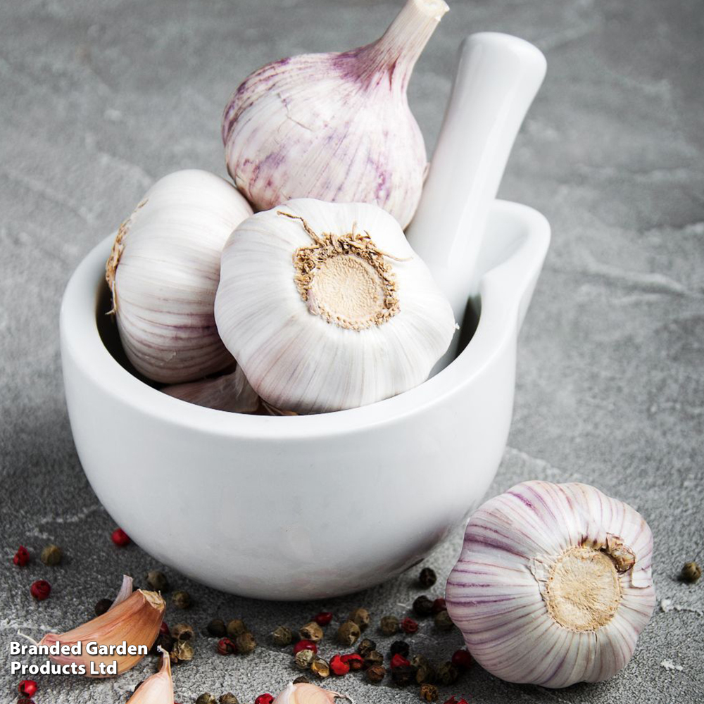 Garlic 'Germidour' (Spring/Autumn Planting) image