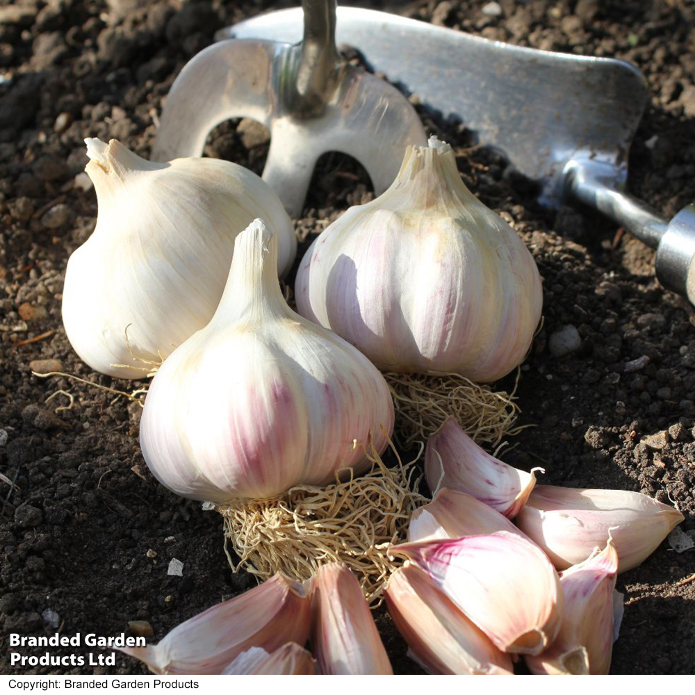 Garlic (Autumn) 'Kingsland Wight' image