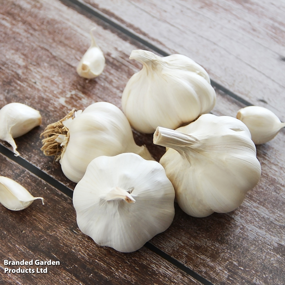 Garlic 'Solent Wight' (Spring/Autumn Planting) image