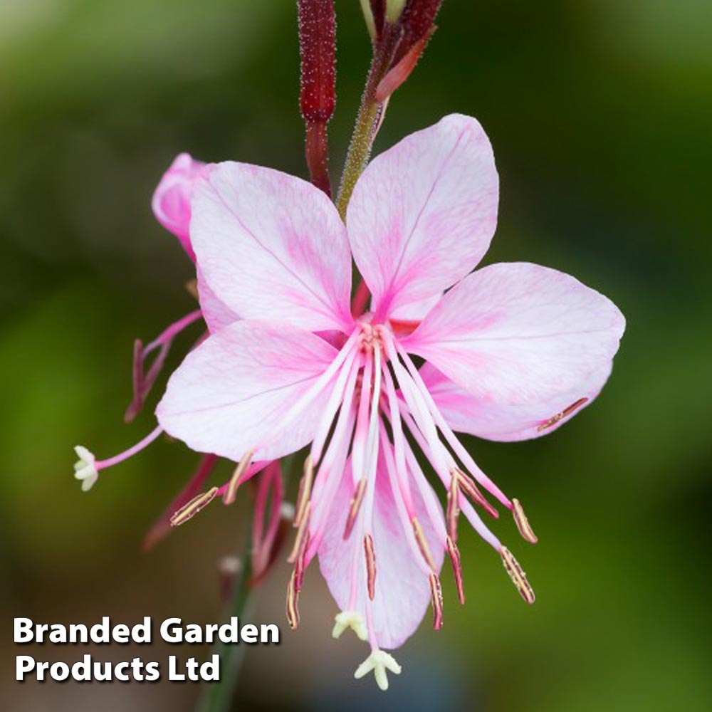 Gaura lindheimeri Siskiyou Pink image