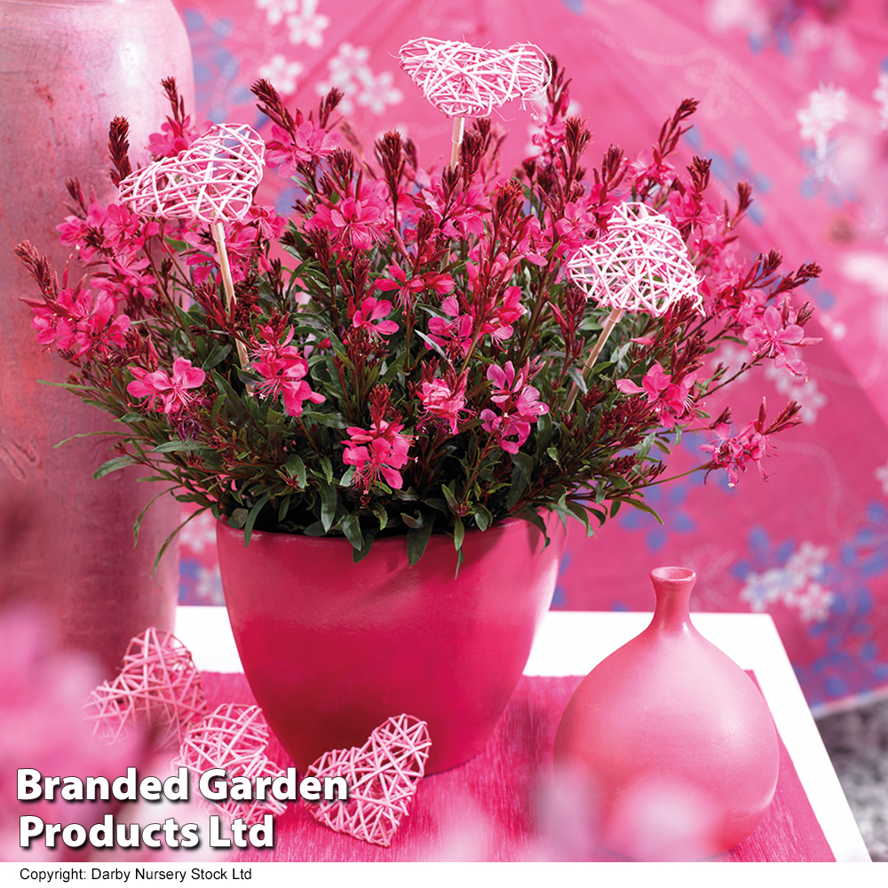 Gaura lindheimeri 'Gaudi Red' image