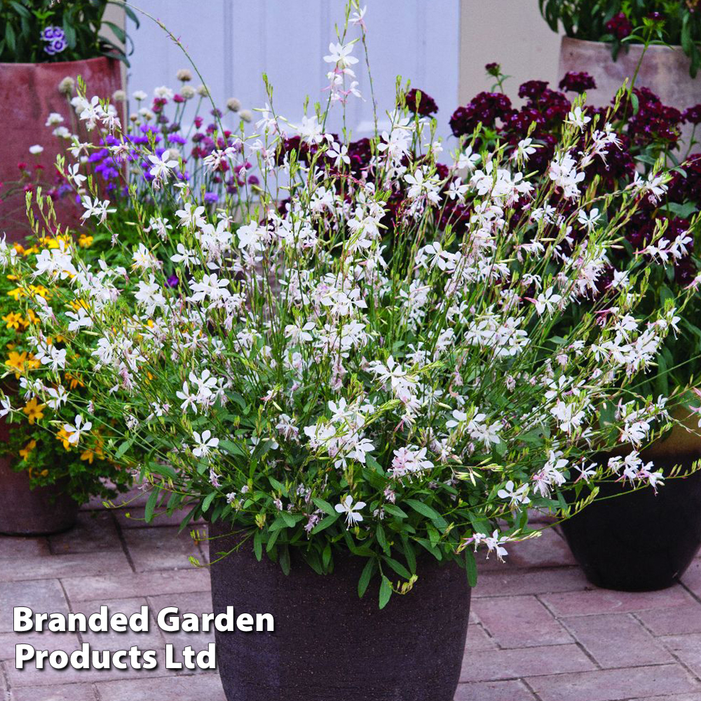 Gaura lindheimeri 'Sparkle White' image