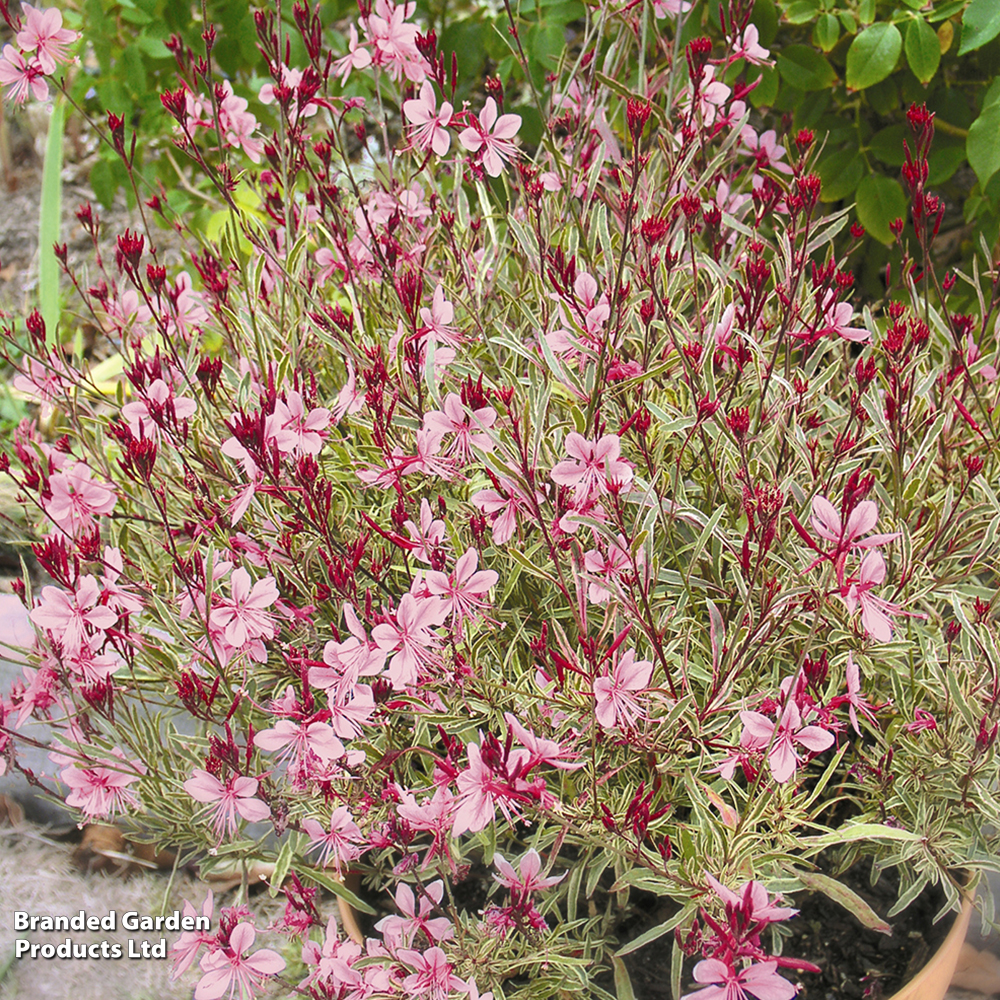 Gaura lindheimeri 'Passionate Rainbow' image