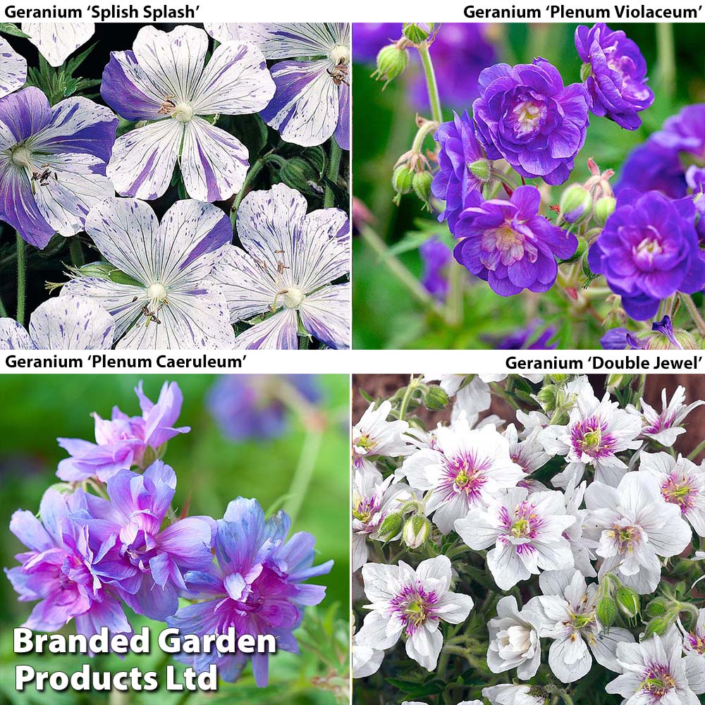 Geranium Hardy Collection image