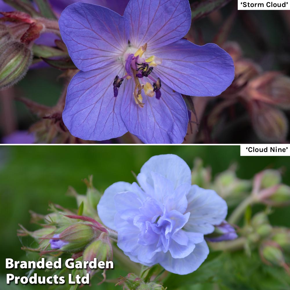 Geranium Cloud Collection image