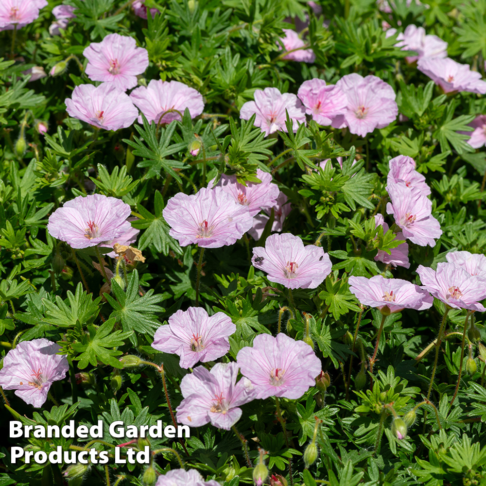 Geranium sanguineum 'Appleblossom' image