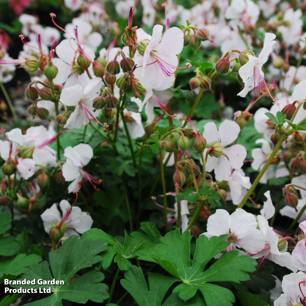 Geranium cantabrigiense 'Biokovo' image