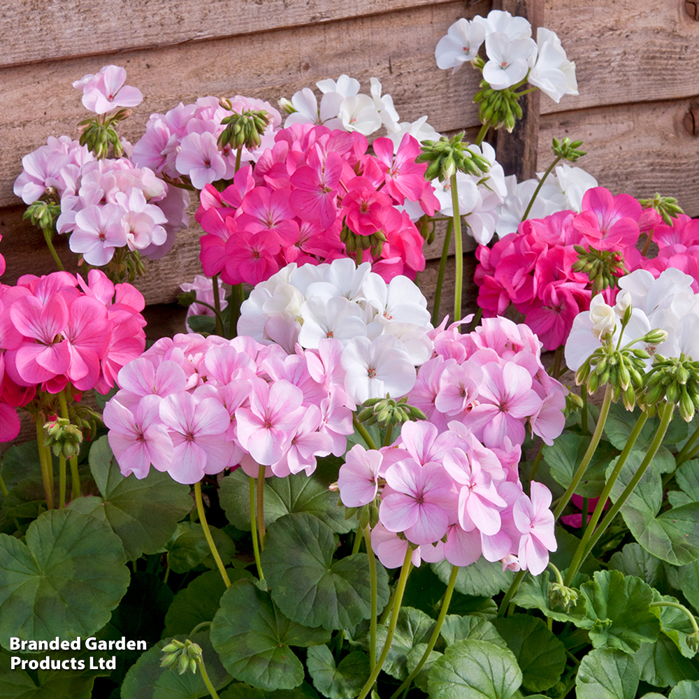 Geranium 'Jackpot Candyfloss' Mix image