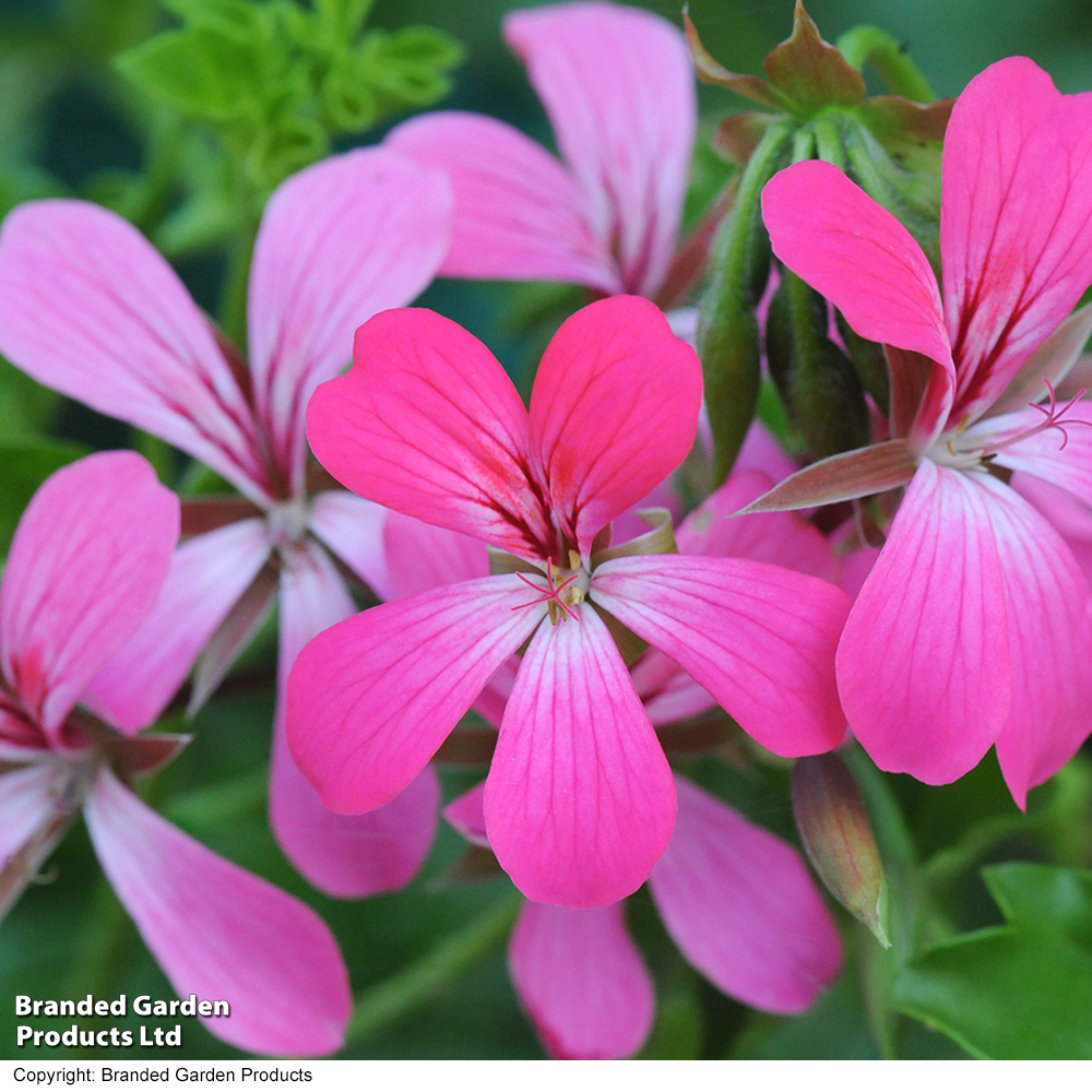 Geranium peltatum 'Pink' image