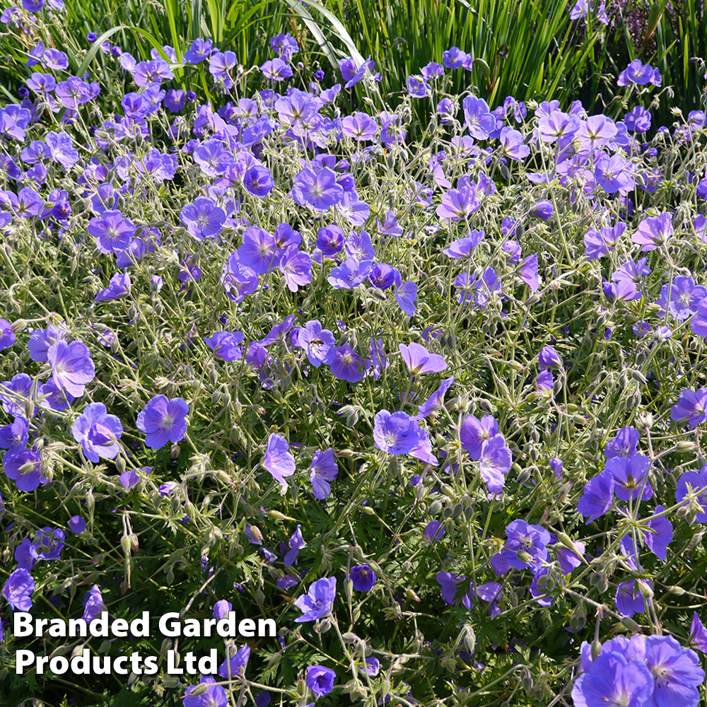 Geranium himalayense 'Gravetye' image