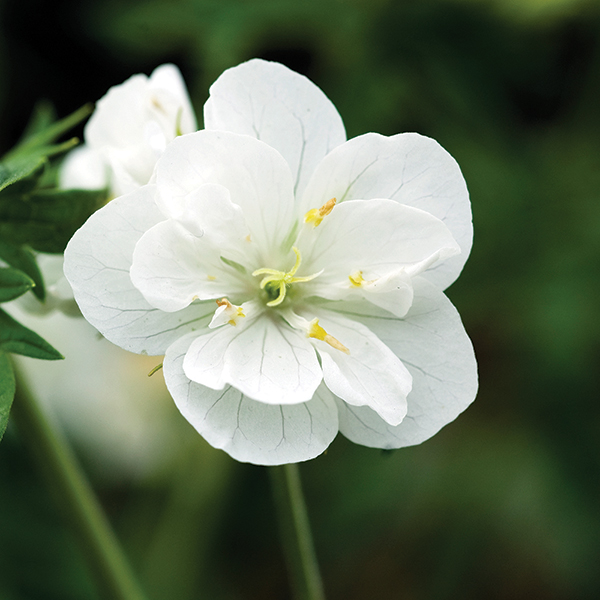 Geranium pratense var. pratense f. albiflorum 'Laura' image