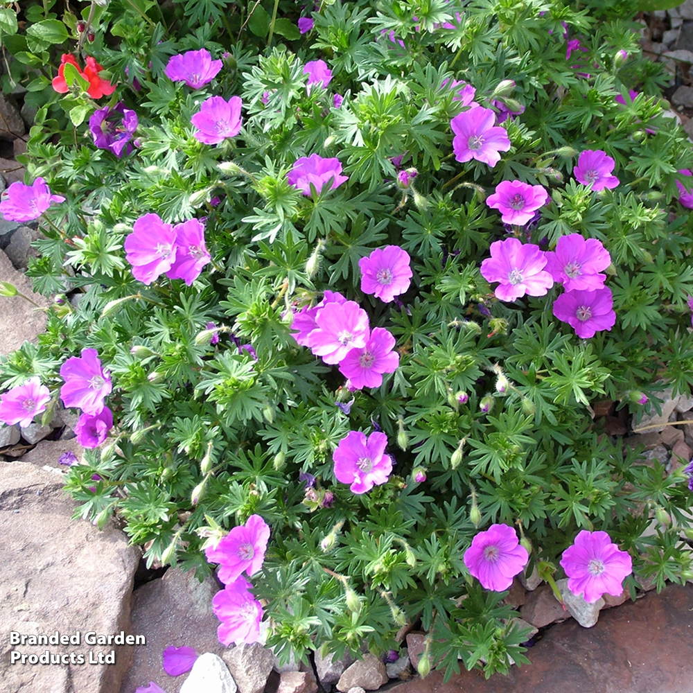 Geranium 'Little Charmer' image