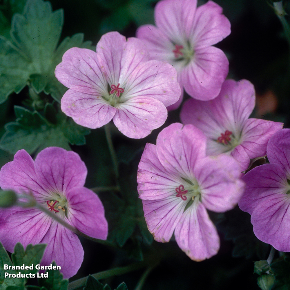 Geranium x riversleaianum 'Mavis Simpson' image