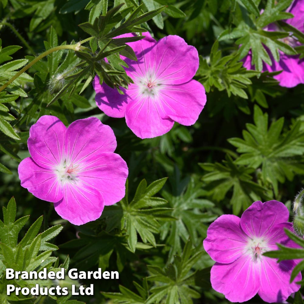 Geranium x oxonianum 'Rose Clair' image