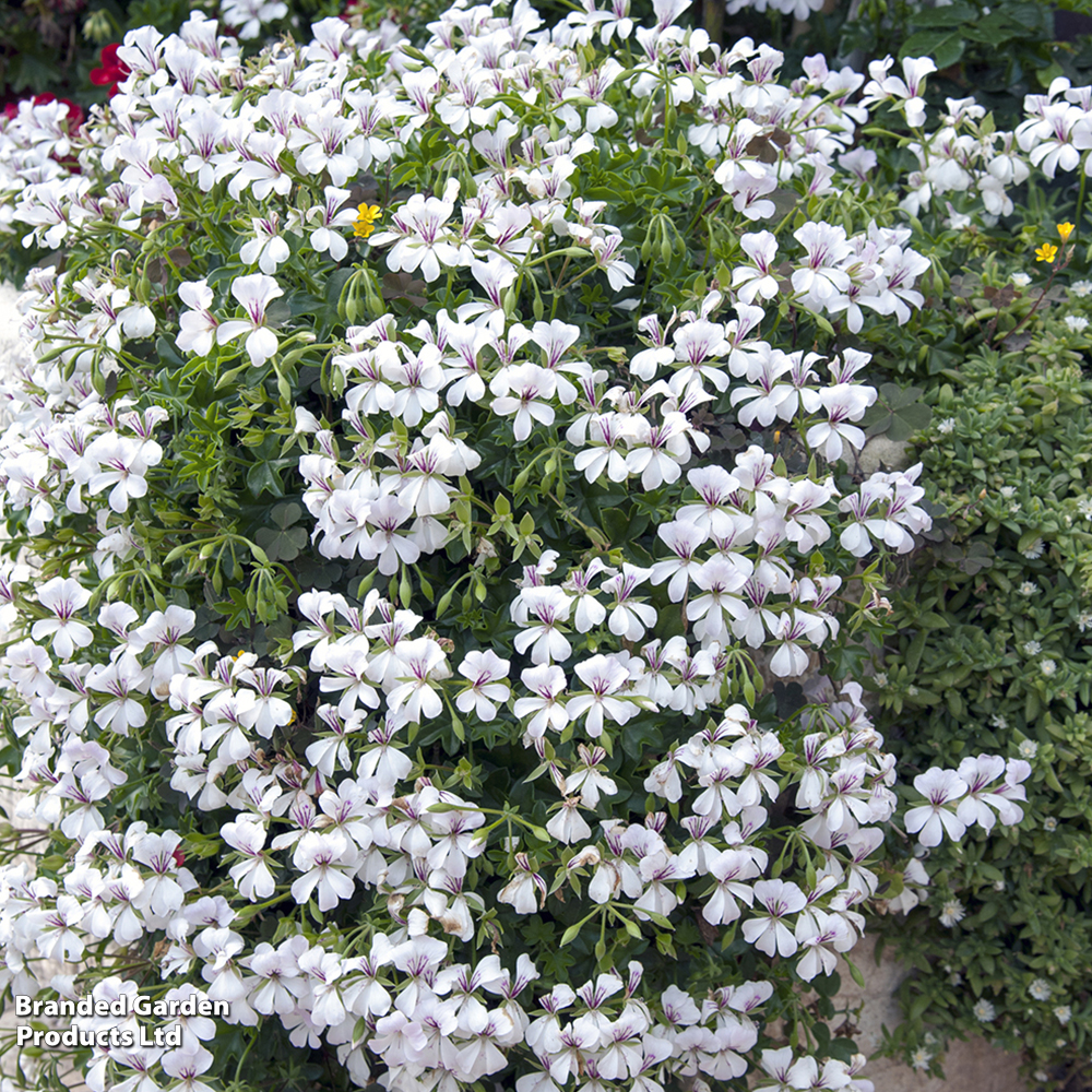 Geranium peltatum 'White' image