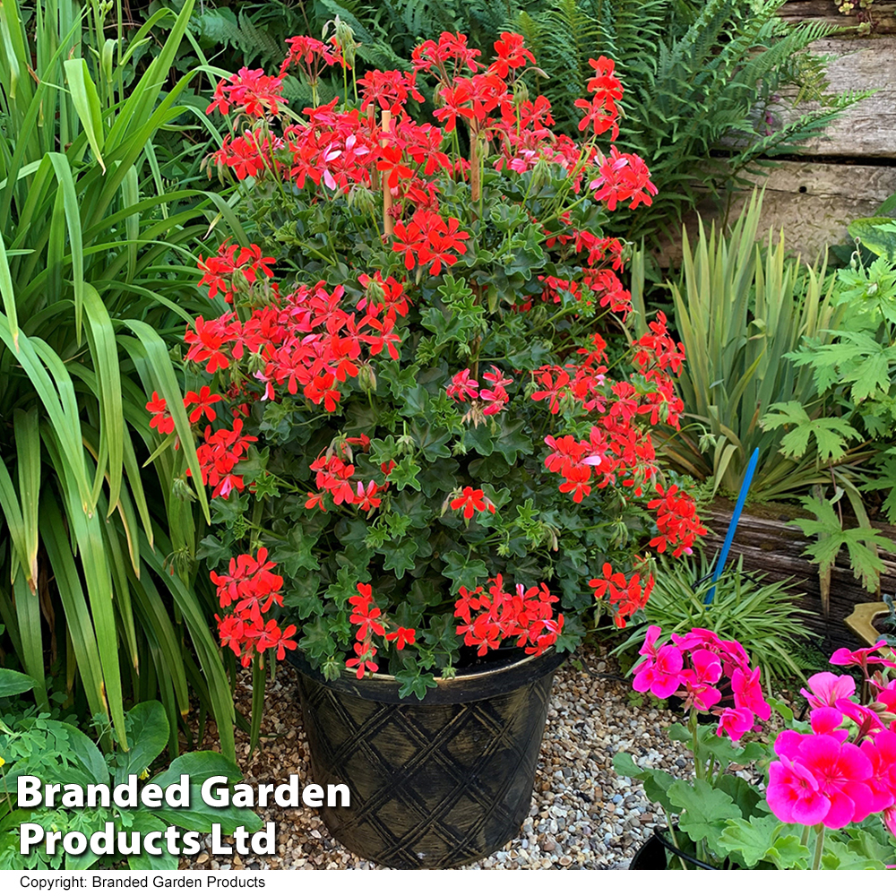 Geranium peltatum 'Red' image