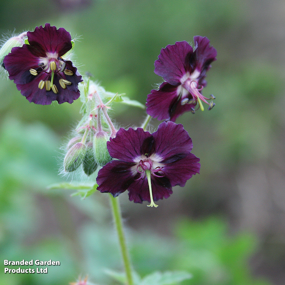 Geranium phaeum var. phaeum 'Samabor' image