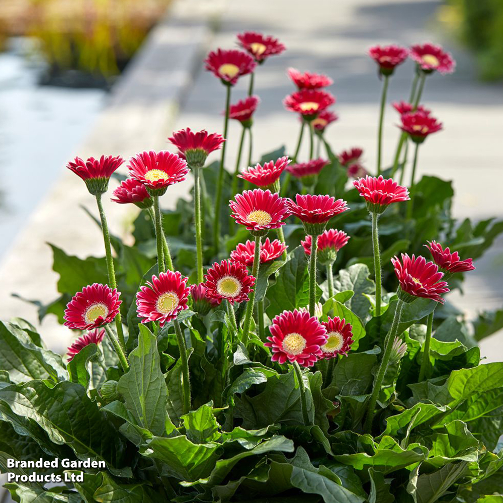 Gerbera garvinea 'Cheeky Magenta' image