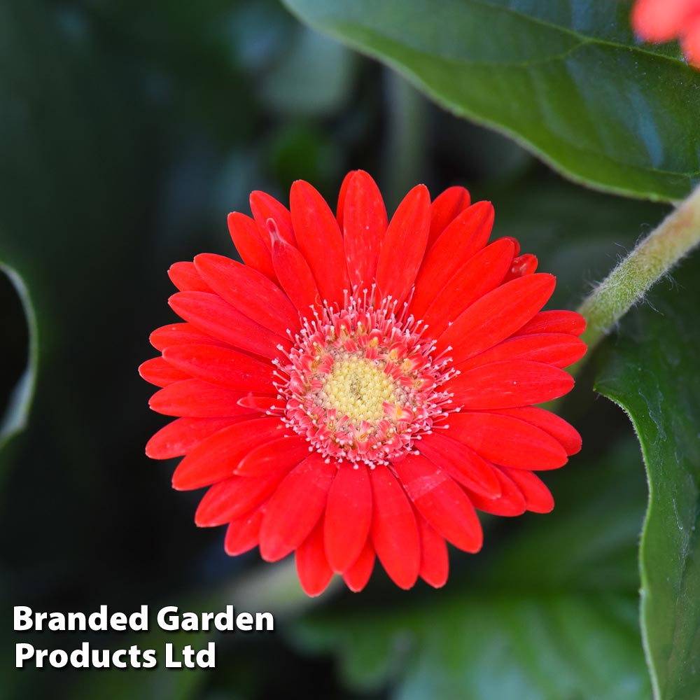 Gerbera garvinea 'Cheeky Red' image