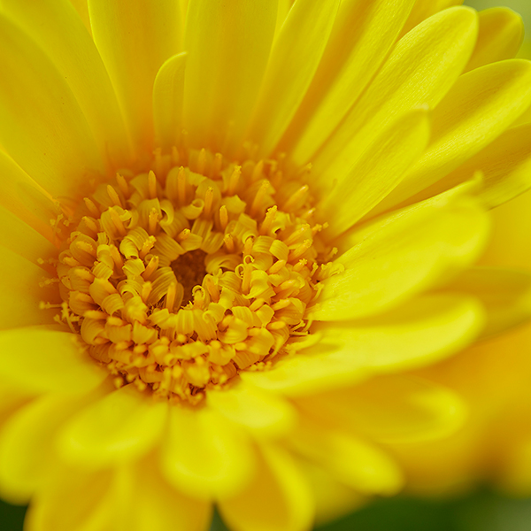 Gerbera garvinea 'Cheeky Yellow' image