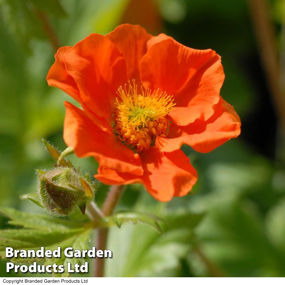 Geum Borisii image