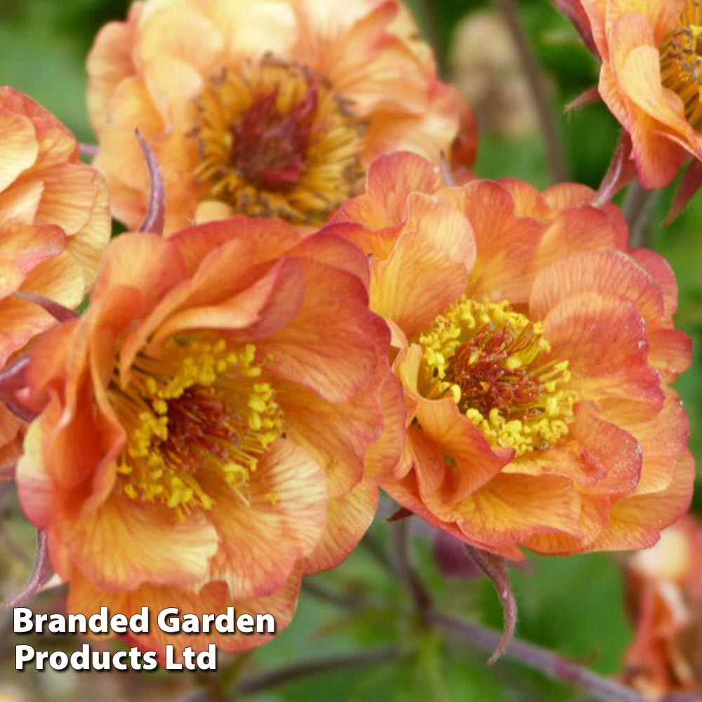 Geum 'Alabama Slammer' image