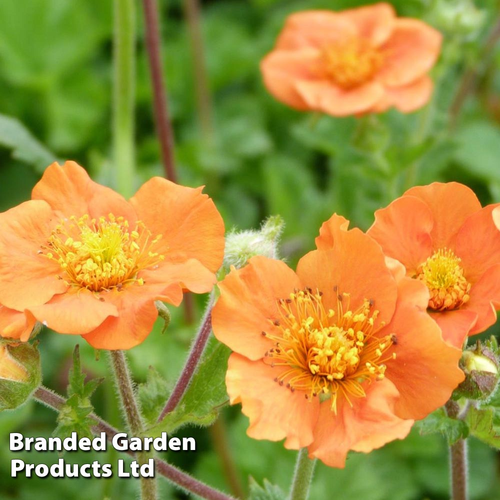 Geum coccineum 'Cooky' image