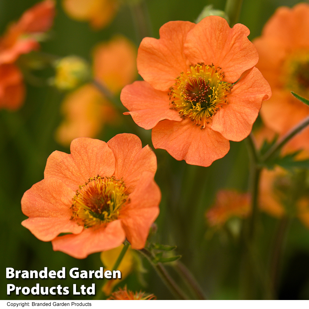 Geum 'Totally Tangerine' image