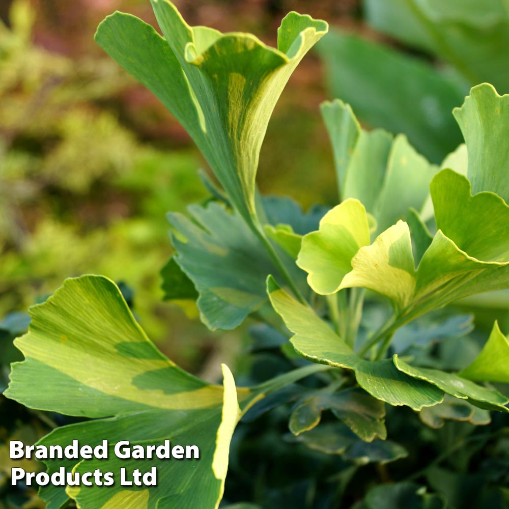 Ginkgo biloba 'Mariken' image