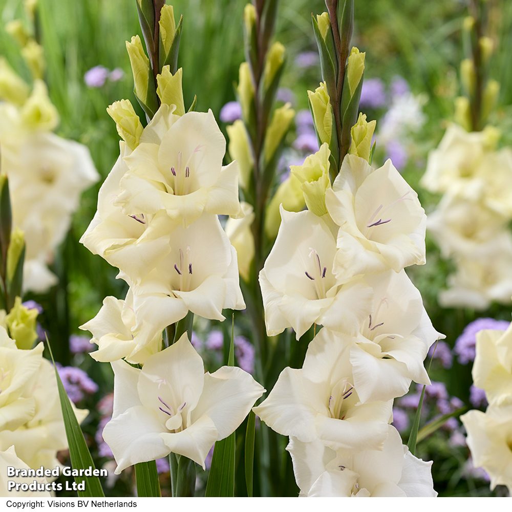 Gladioli 'Gladdies Amber' image