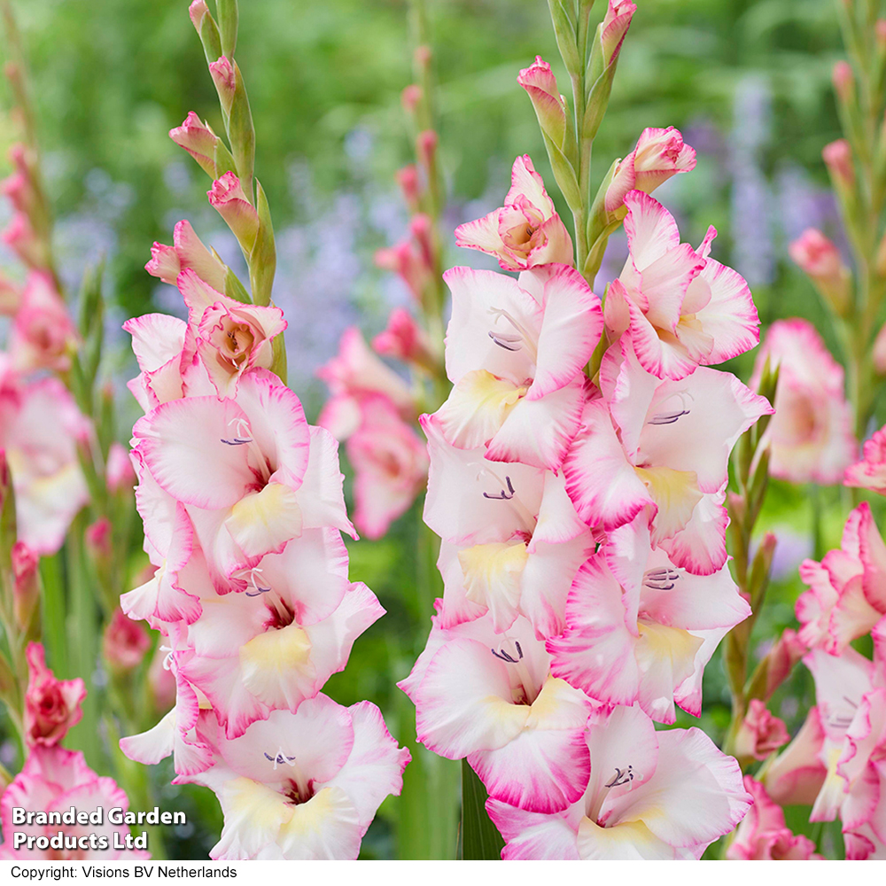 Gladioli 'Gladdies Emmy' image