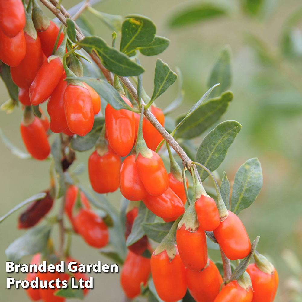 Goji Berry 'No.1 Lifeberry' image