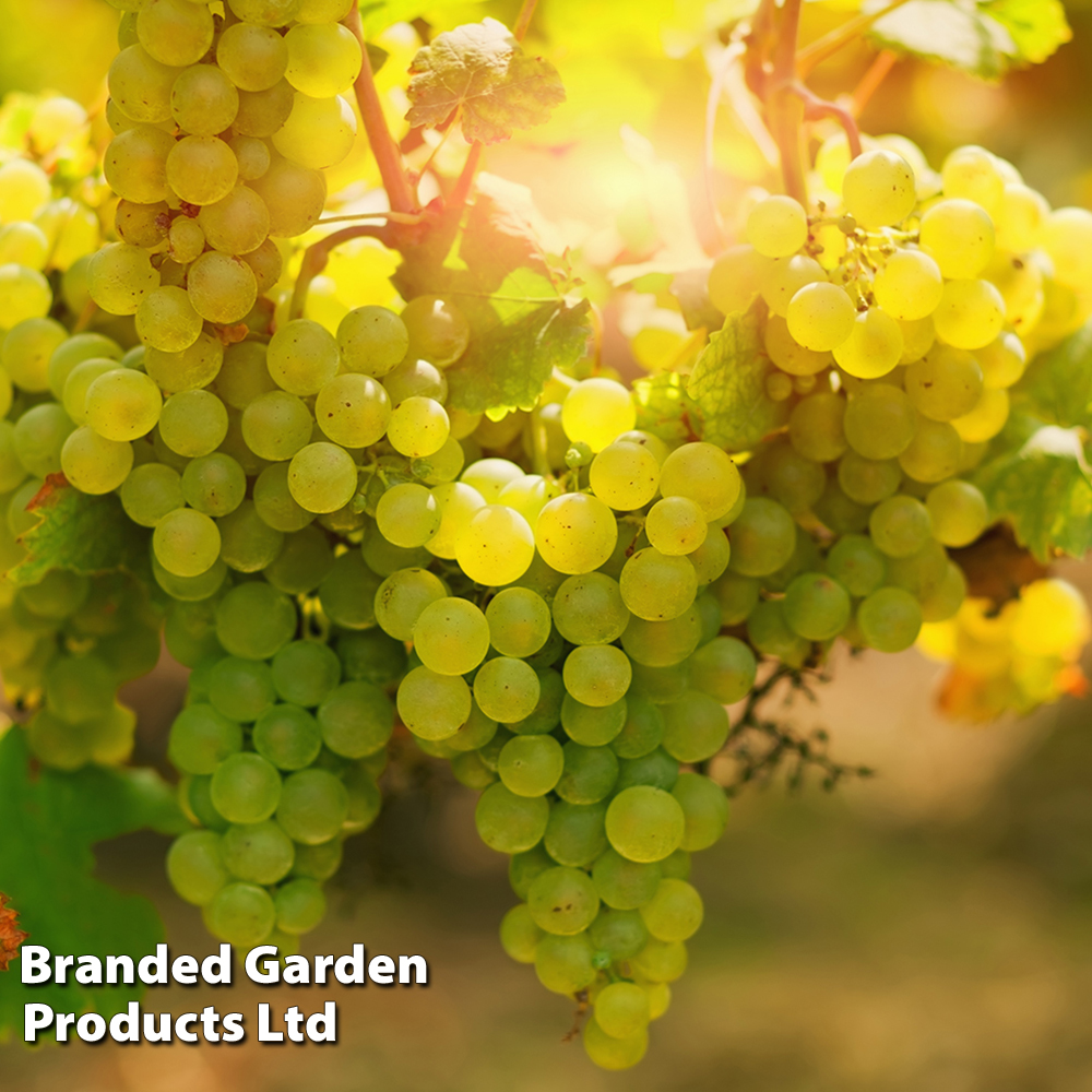 Grape 'Chardonnay' image