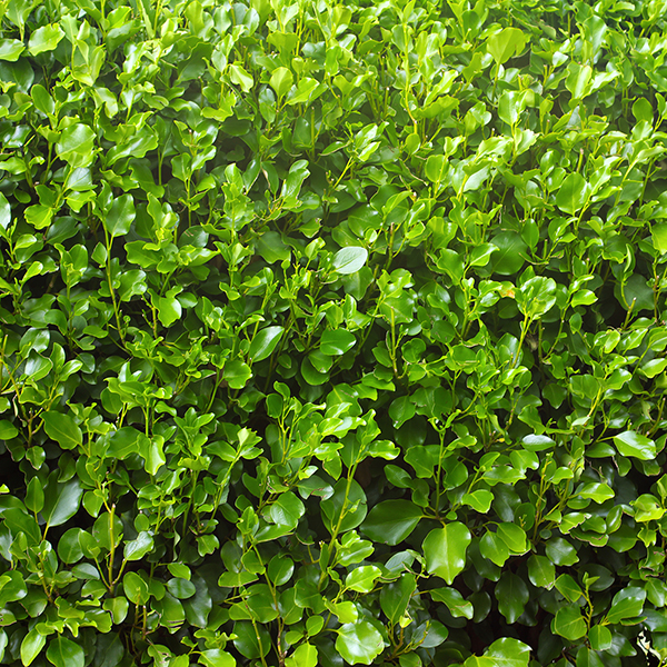 Griselinia littoralis (Hedging) image