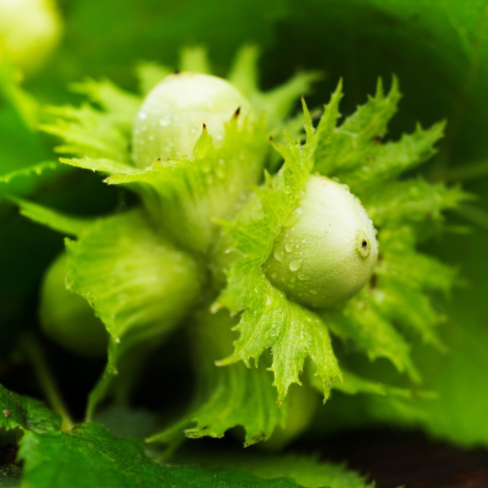 Hazelnut 'Kentish Cob' (Filbert) image