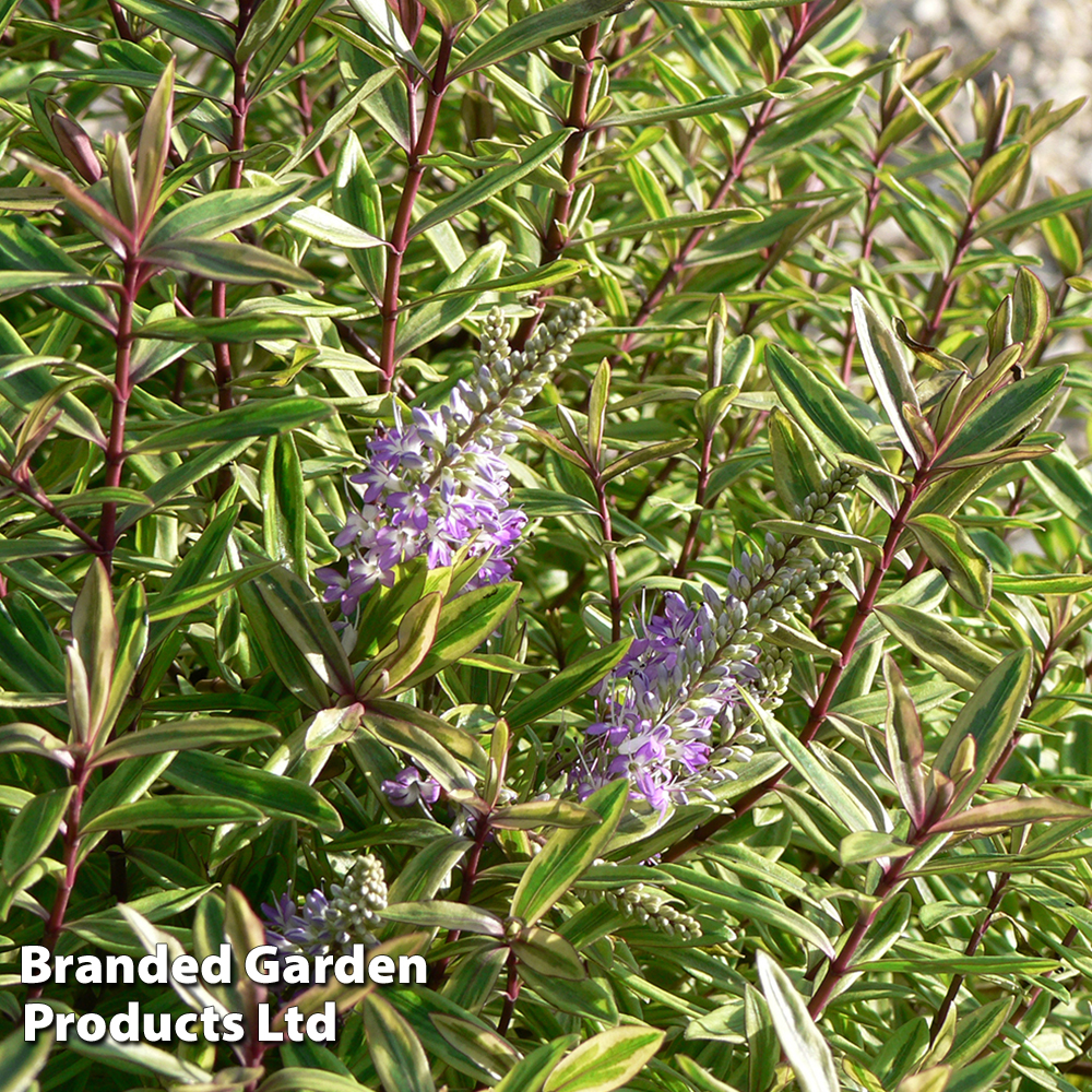 Hebe 'Purple Shamrock' image