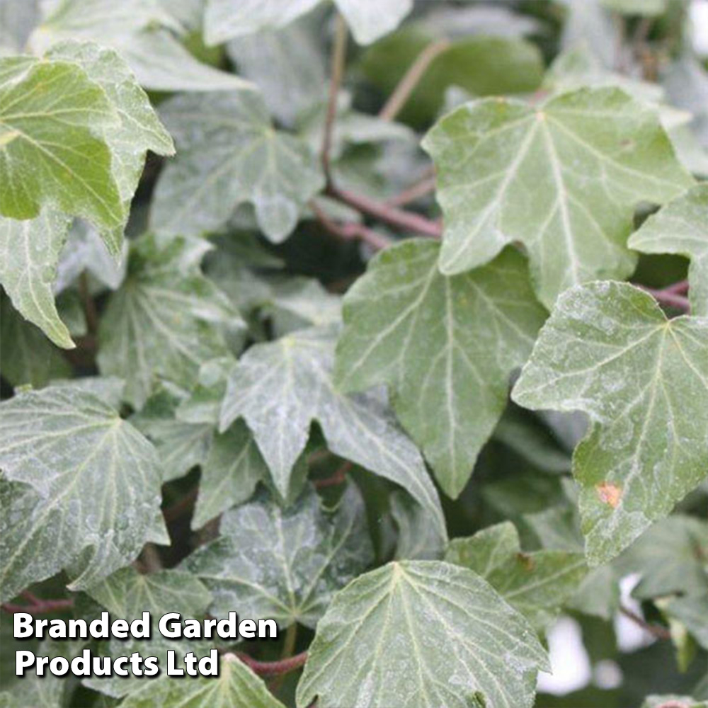 Hedera helix 'Green Ripple' image