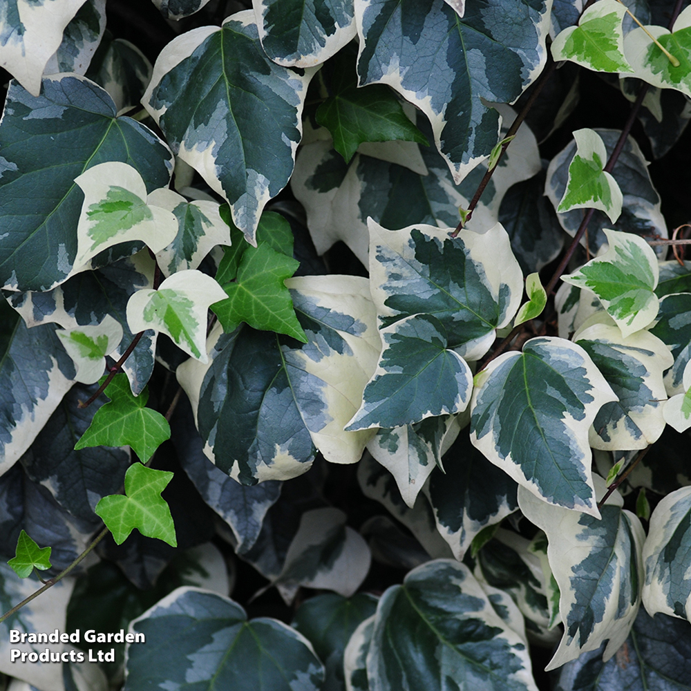 Hedera algeriensis 'Gloire de Marengo' image