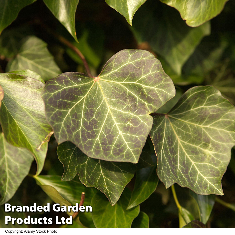 Hedera helix 'Woerner' image