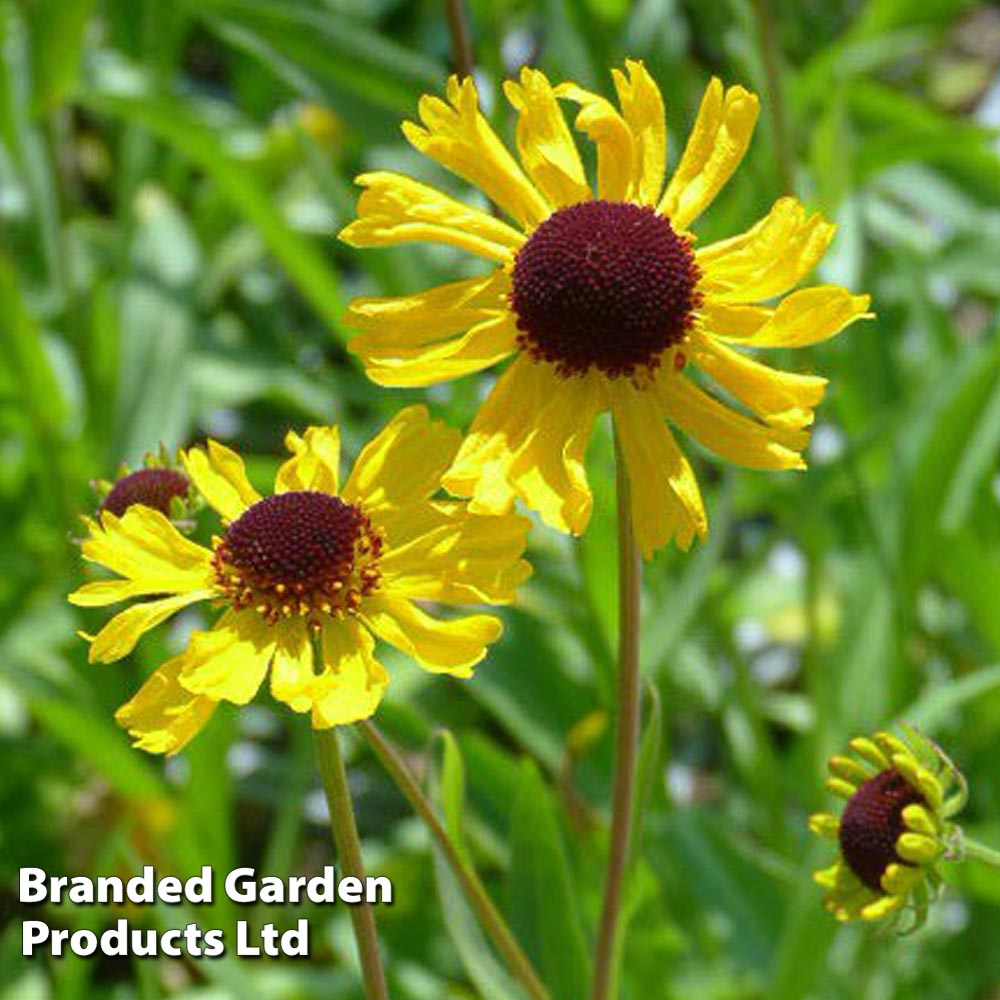 Helenium Tip Top image