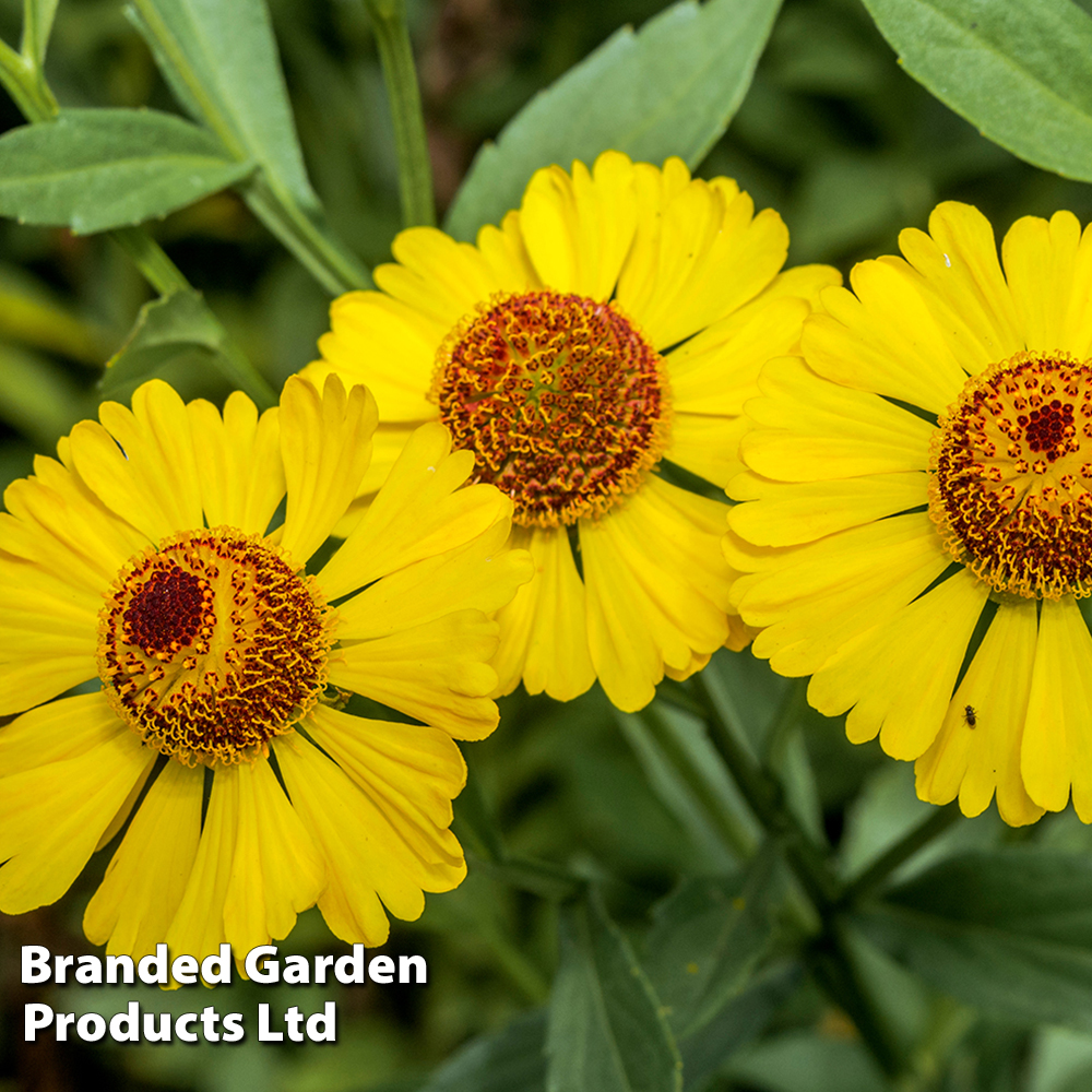 Helenium autumnale image