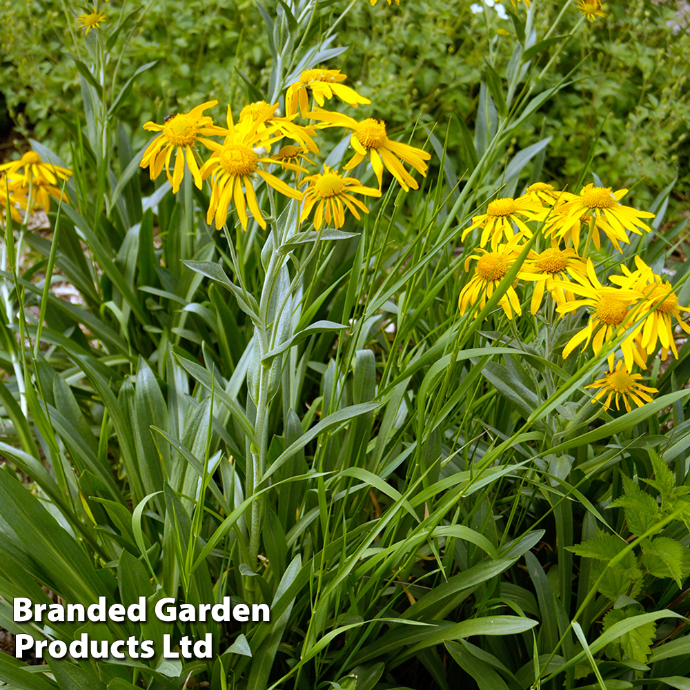 Helenium hoopesii image