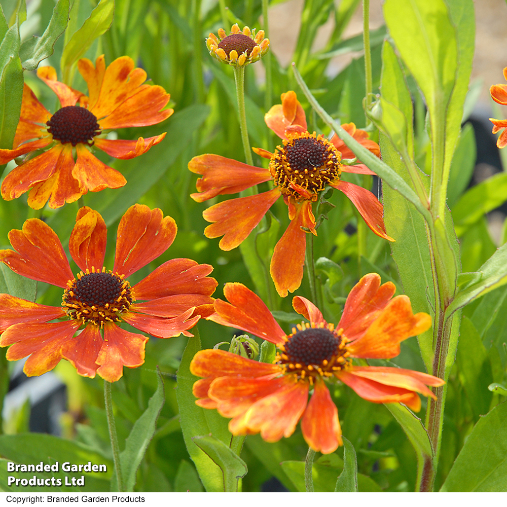 Helenium 'Moerheim Beauty' image