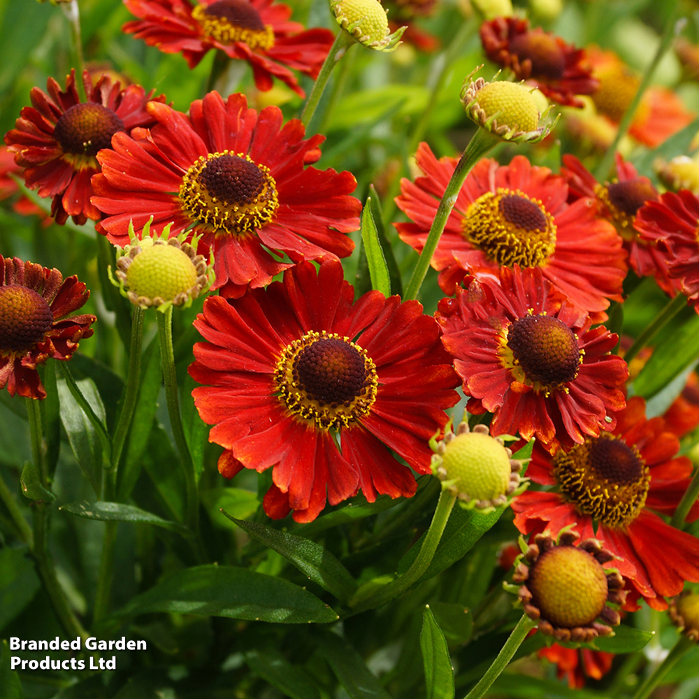 Helenium 'Salsa' image