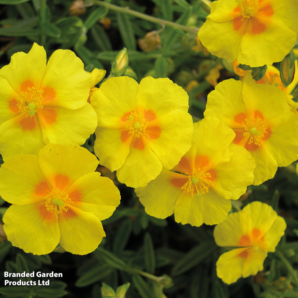 Helianthemum 'Ben Fhada' image