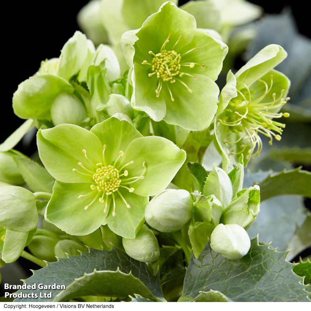 Hellebore argutifolius image