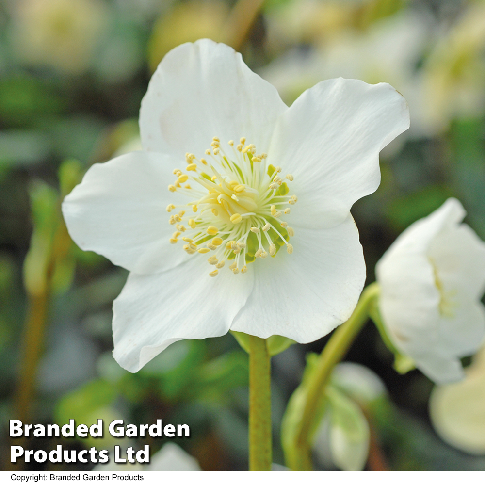 Hellebore Niger image