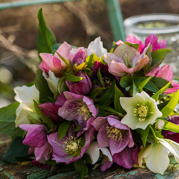 Hellebore x hybridus 'Mixed' image